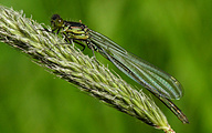 Large Redeye (Young male, Erythromma najas)